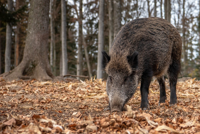 Caccia al cinghiale a singolo nelle aree non vocate s.v. 2025/2026