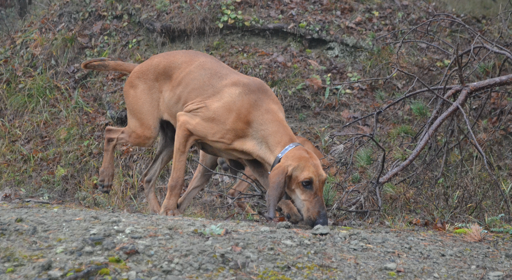 Addestramento cani nelle aree cinofile